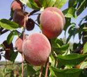 PEACH PRUNUS PERSICA