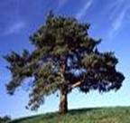 PINUS SYLVESTRIS