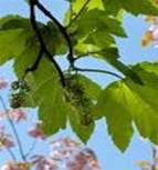 SYCAMORE ACER PSEUDOPLANTANUS