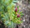 THUJA OCCIDENTAILS