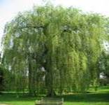 WILLOW SALIX ALBA