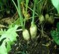 RADISH TUBERS1