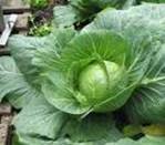 CABBAGE BRASSICA OLERACEA