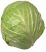 CABBAGE VEGETABLES2