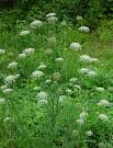 WILD CARROT DAUCUS