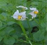 POTATO SOLANUM TUBEROSUM