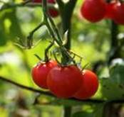 TOMATO SOLANUM LYCOPERSICUM