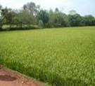 AGRICULTURE CAREERS