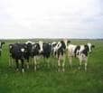 DAIRY TECHNOLOGY CAREERS