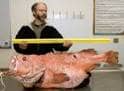 FISHERIES JOBS