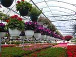 Floriculture career