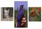 FORESTY WILDLIFE JOBS