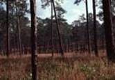 FORESTY WILDLIFE