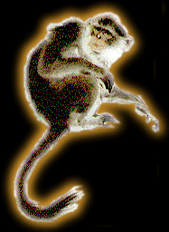 Animal Sign - Monkey