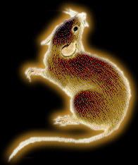 Animal Sign - Rat