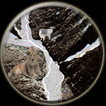 Capricorn-Leo Compatibility