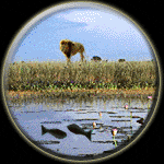Leo-Pisces Compatibility