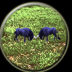 Taurus-Taurus Compatibility