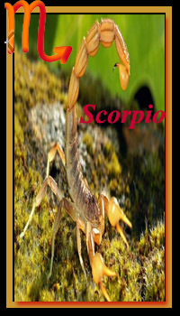 Scorpio Compatibility for 2019 Scorpio Compatibility for 2019