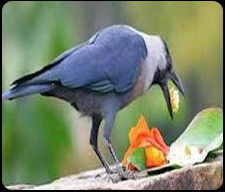 কাককে খাওয়ানো