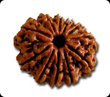 11 mukhi