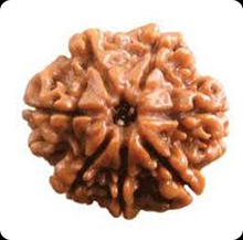 7 mukhi