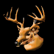 ミリガシルシャ-鹿の頭