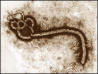 ebola virus